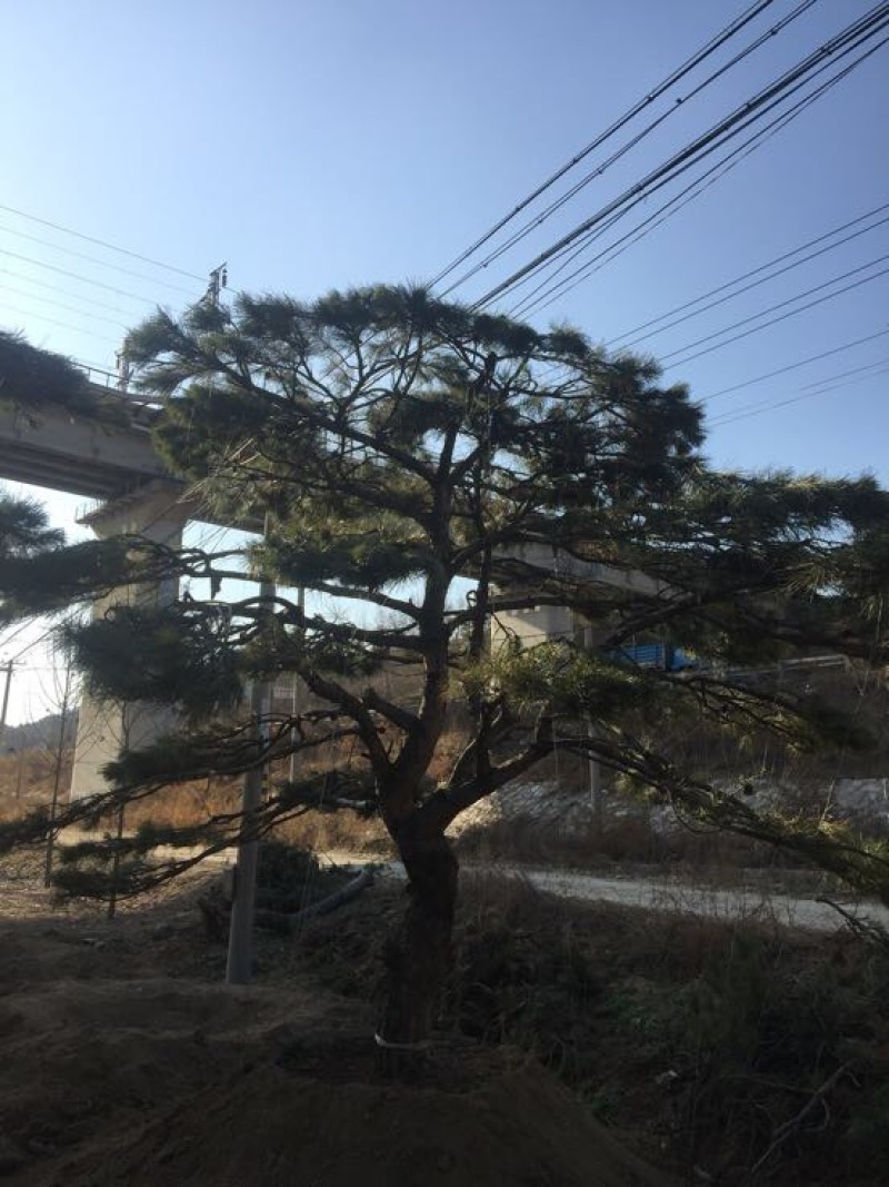 松树10cm以下