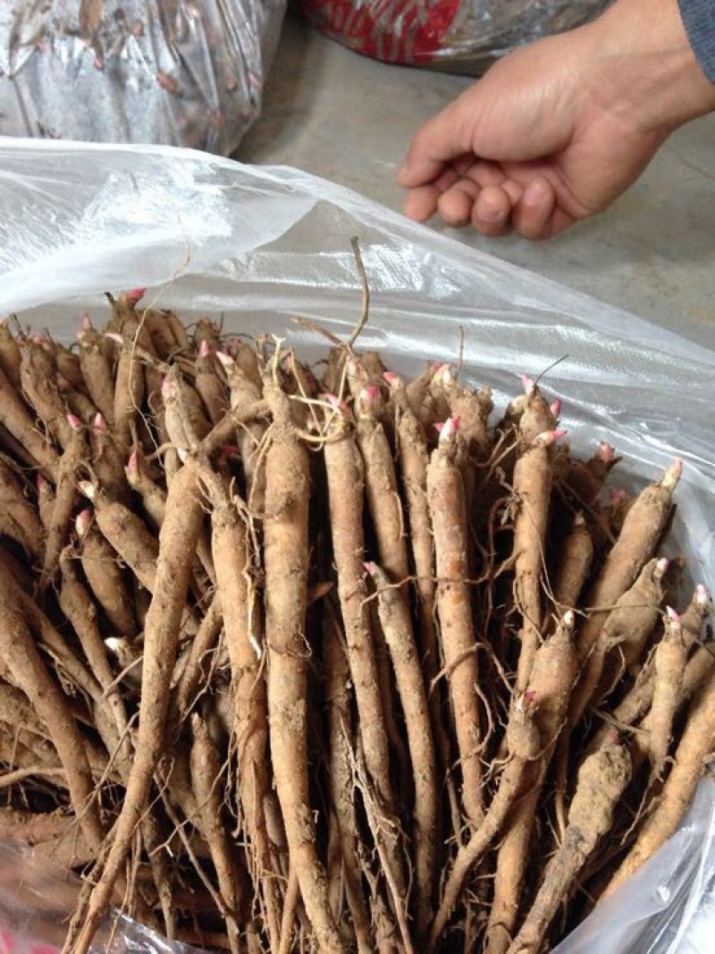 赤芍种苗，精品药用芍药苗苗农直销