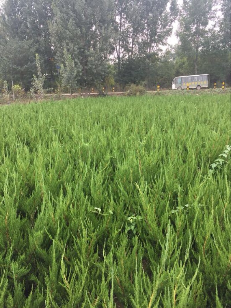 嫁接龙柏苗原圃龙柏小苗营养钵小苗