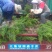 嫁接龙柏苗原圃龙柏小苗营养钵小苗