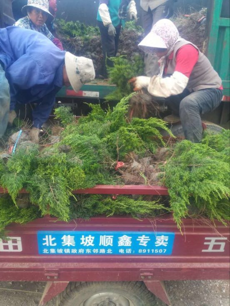 嫁接龙柏苗原圃龙柏小苗营养钵小苗