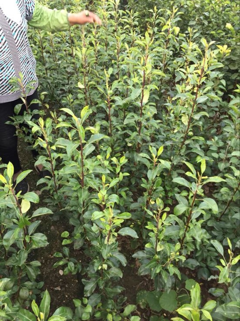 蜂糖李子苗100~150cm