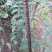 蜂糖李子苗100~150cm