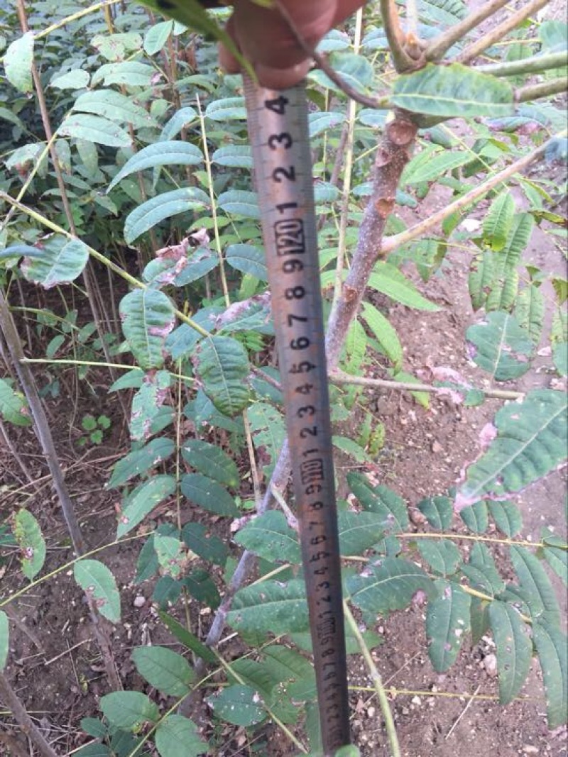 蜂糖李子苗100~150cm