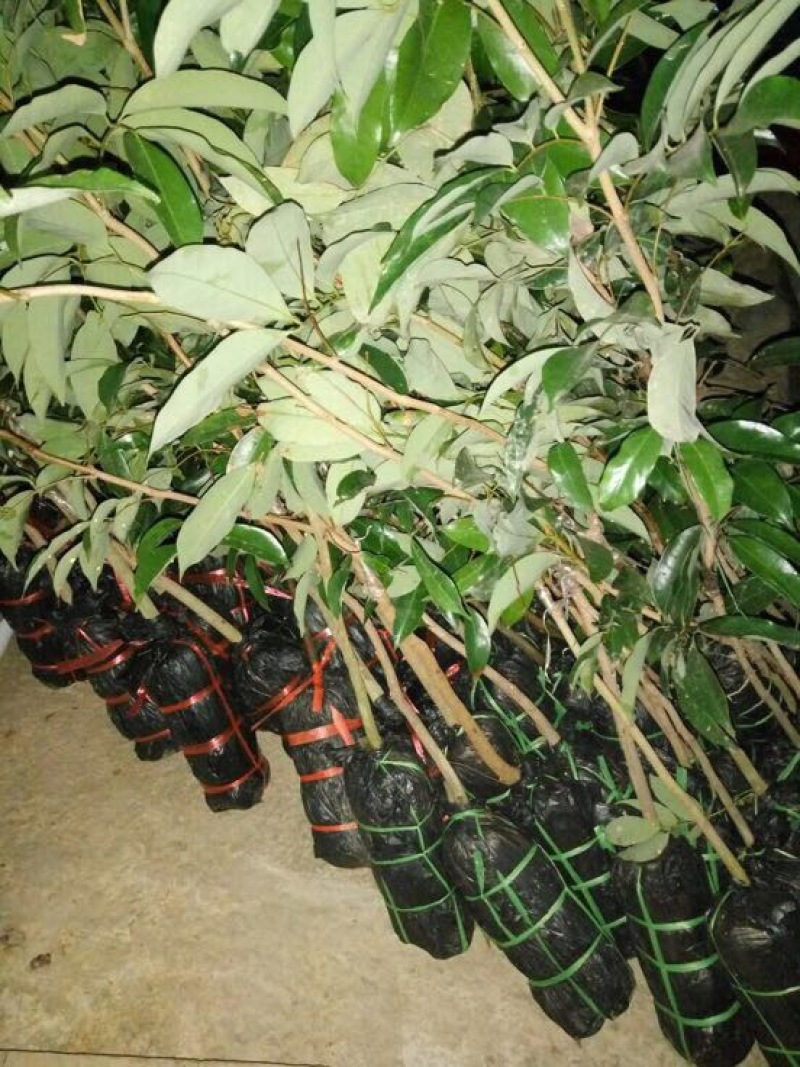无核荔枝苗无核，桂味，白糖罂苗