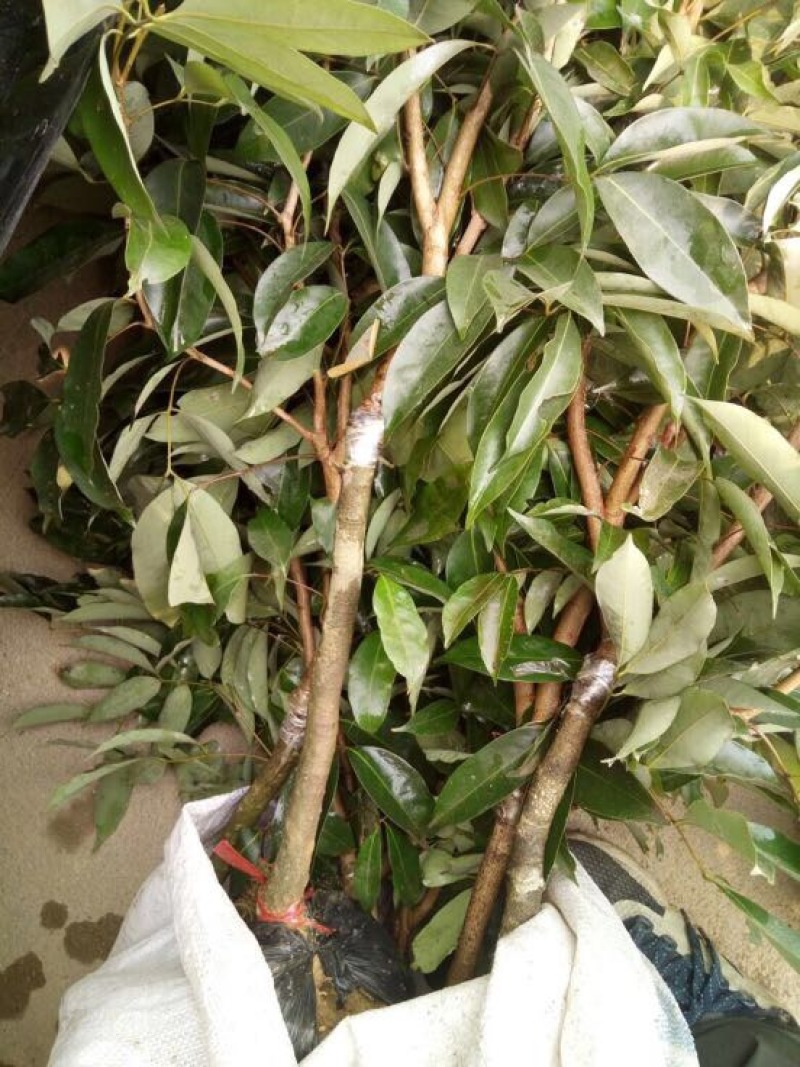 无核荔枝苗无核，桂味，白糖罂苗