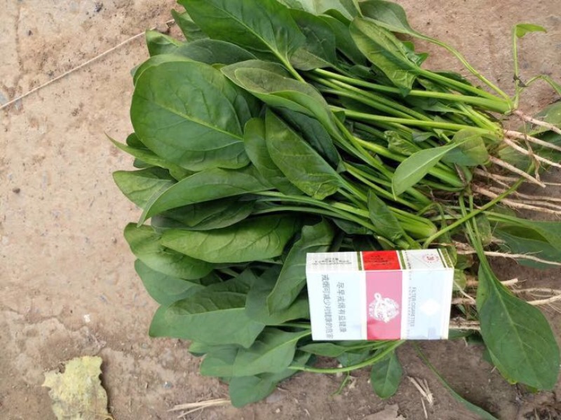 菠菜20~25厘米