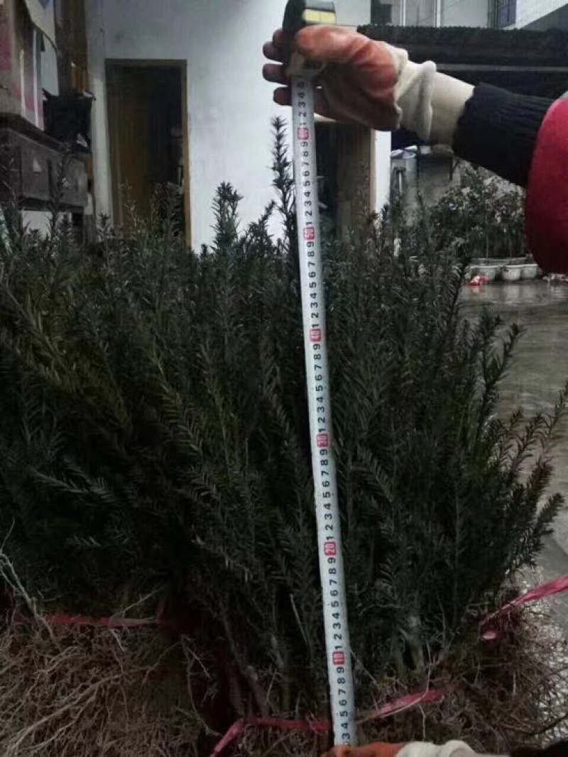 曼地亚红豆杉苗50~60cm