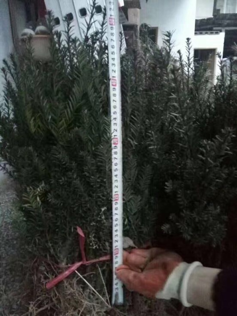 曼地亚红豆杉苗50~60cm