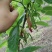 长果桑树苗20~30cm