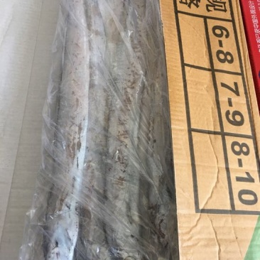 刀鱼食用冻鱼