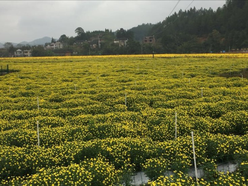 药用菊花罐装