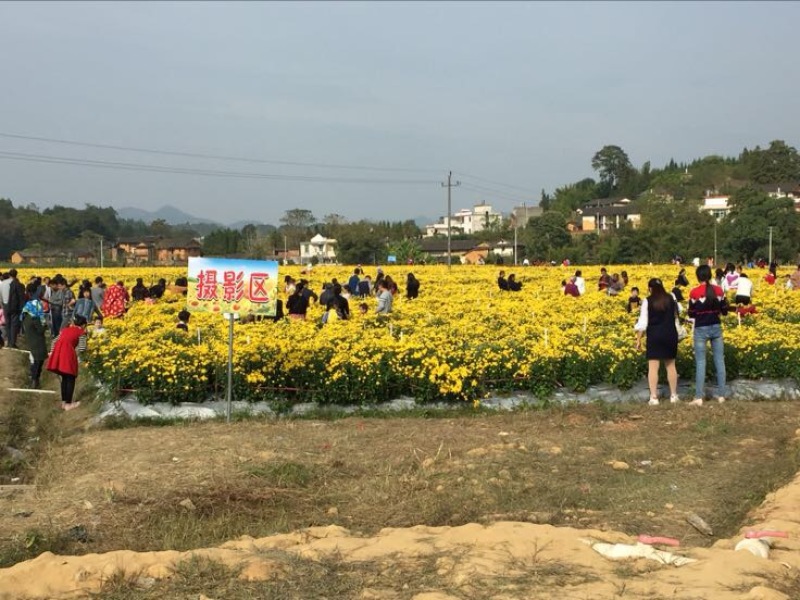 药用菊花罐装