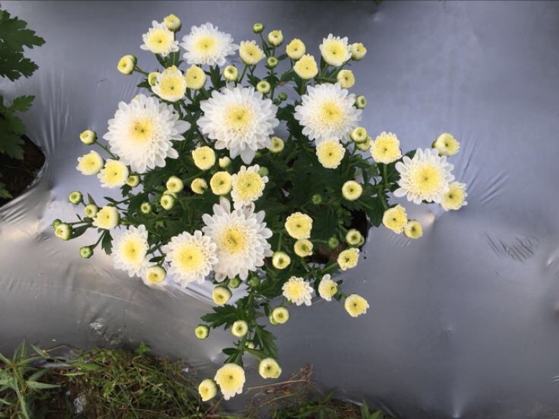 药用菊花罐装