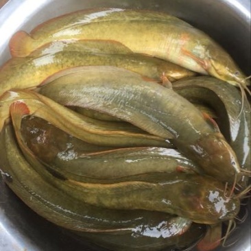 胡子鲶食用