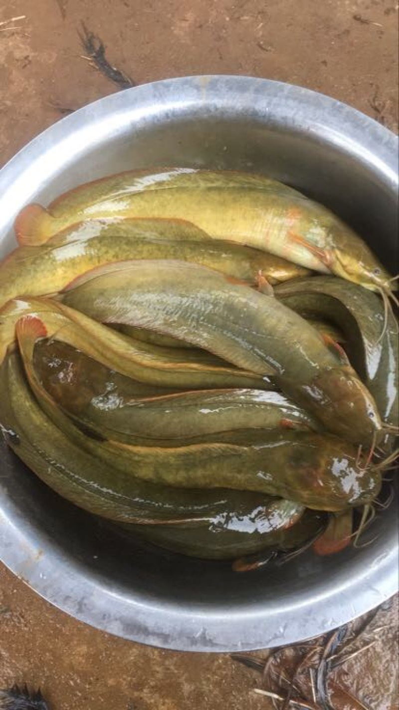 胡子鲶食用