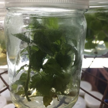 构树苗10cm以下