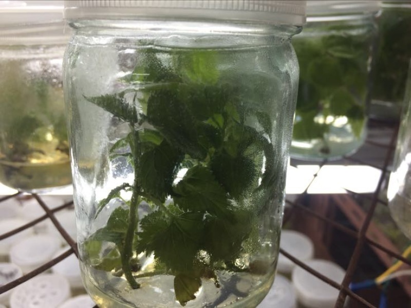 构树苗10cm以下
