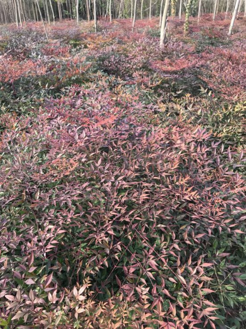 南天竹50~80cm