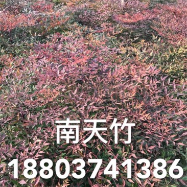 南天竹50~80cm