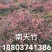 南天竹50~80cm