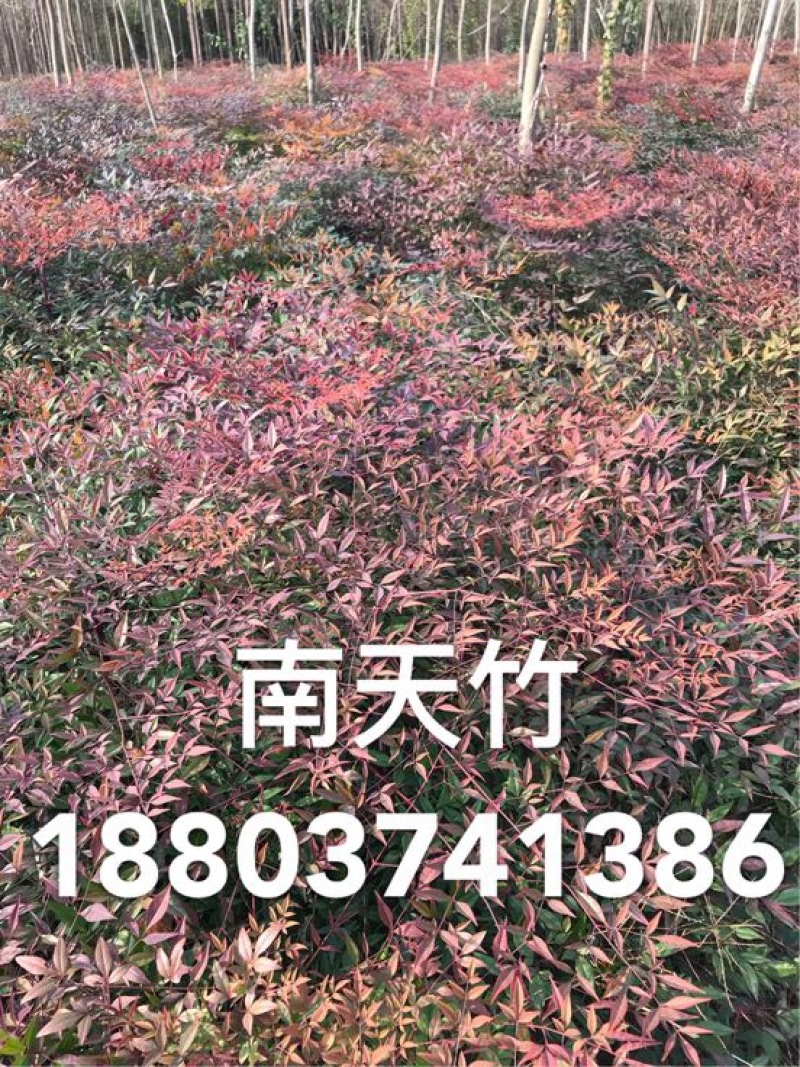 南天竹50~80cm
