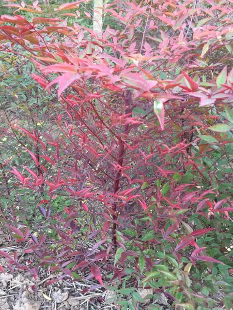 南天竹50~80cm