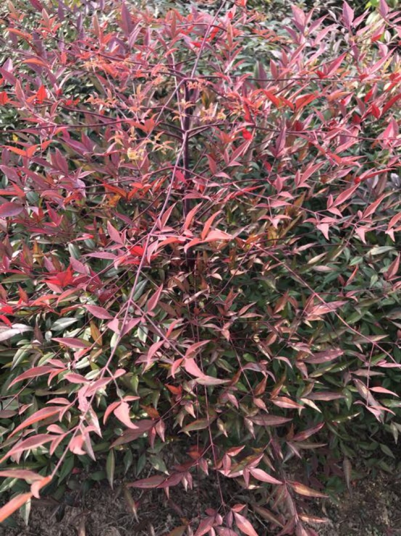 南天竹50~80cm