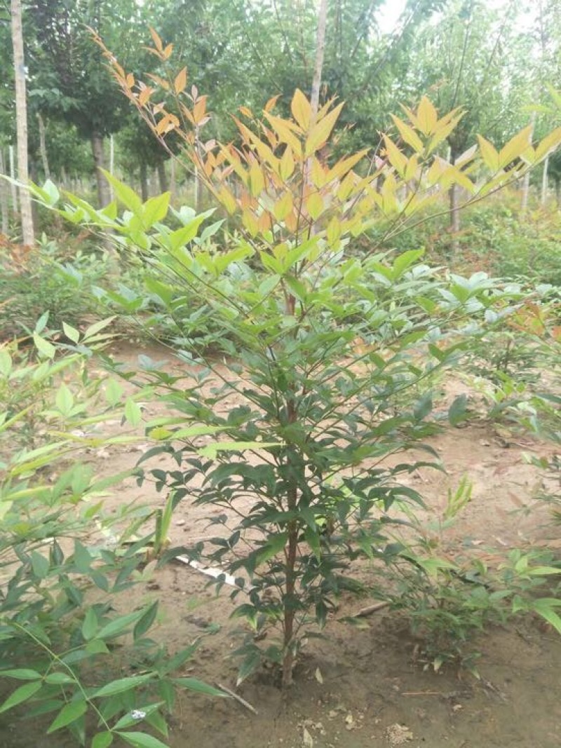南天竹50~80cm