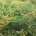 南天竹50~80cm