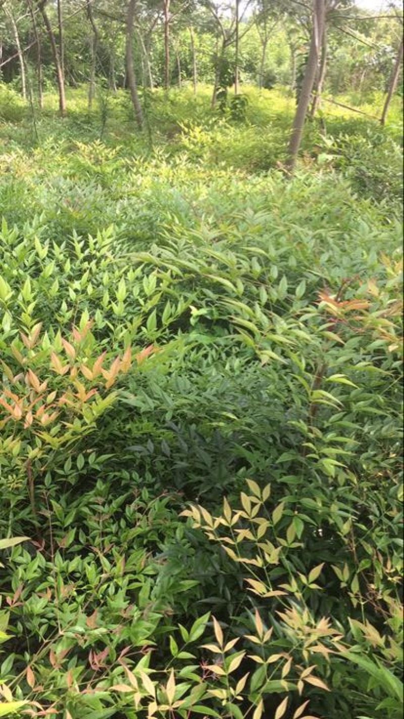 南天竹50~80cm