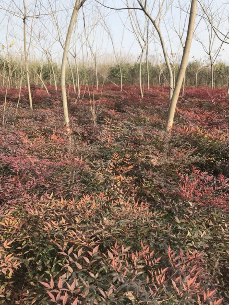 南天竹50~80cm