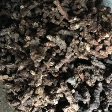 土茯苓统个