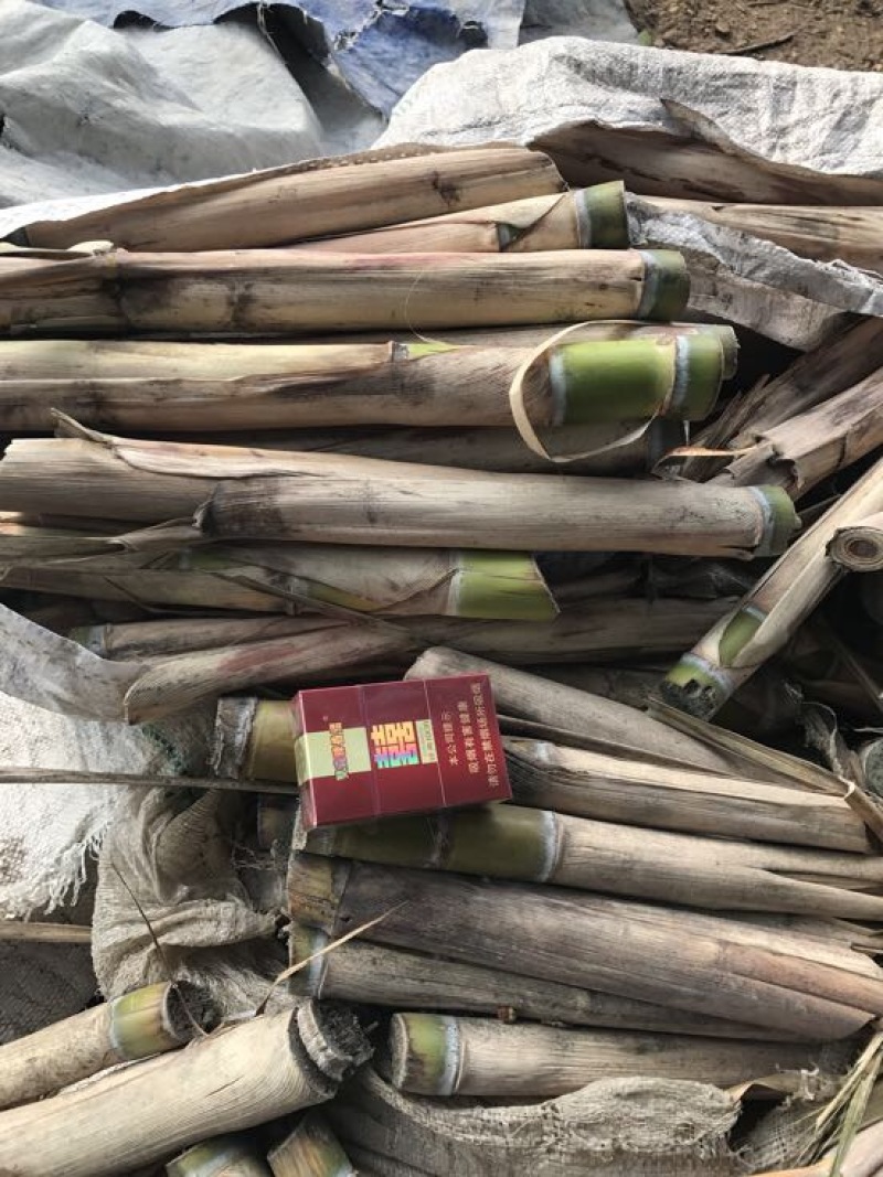 甘蔗苗3~4牙货新鲜质量保证