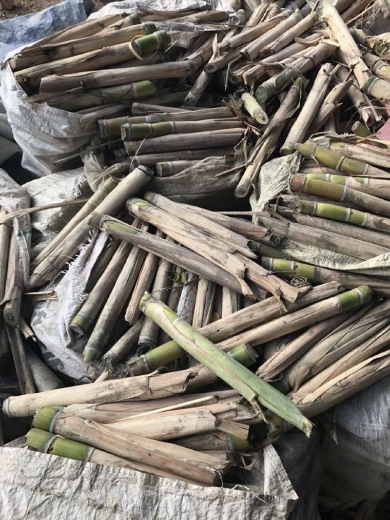 甘蔗苗3~4牙货新鲜质量保证