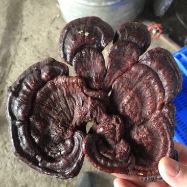 紫灵芝12~15公分