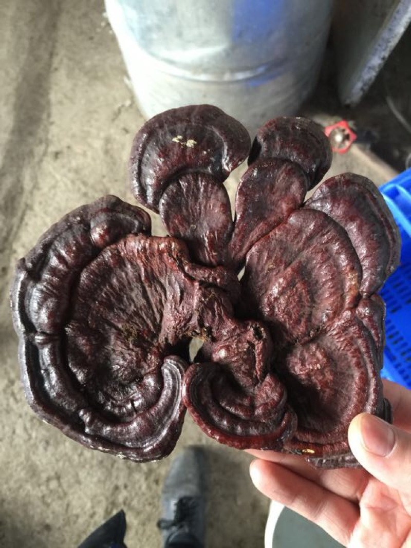 紫灵芝12~15公分