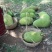 菠萝蜜15~20公斤