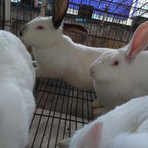 肉兔商品兔3~5斤