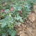 玫瑰苗20-50公分，品种多价格合理质量保证欢迎光临