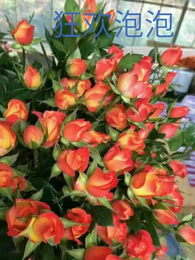玫瑰苗10~20cm