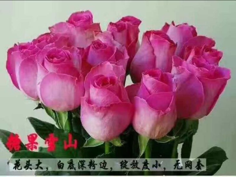玫瑰苗10~20cm