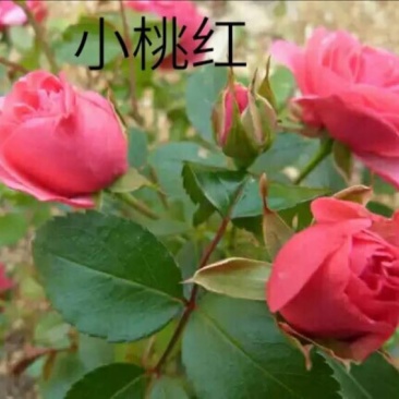 玫瑰苗10~20cm