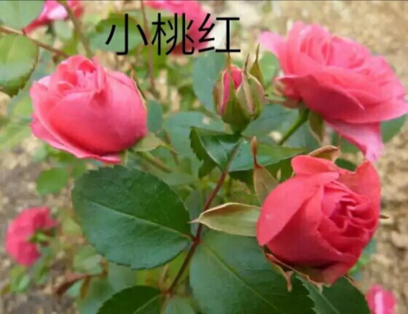 玫瑰苗10~20cm