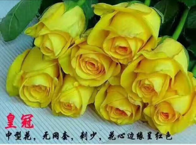 玫瑰苗10~20cm