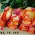 玫瑰苗10~20cm