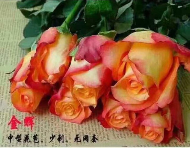 玫瑰苗10~20cm
