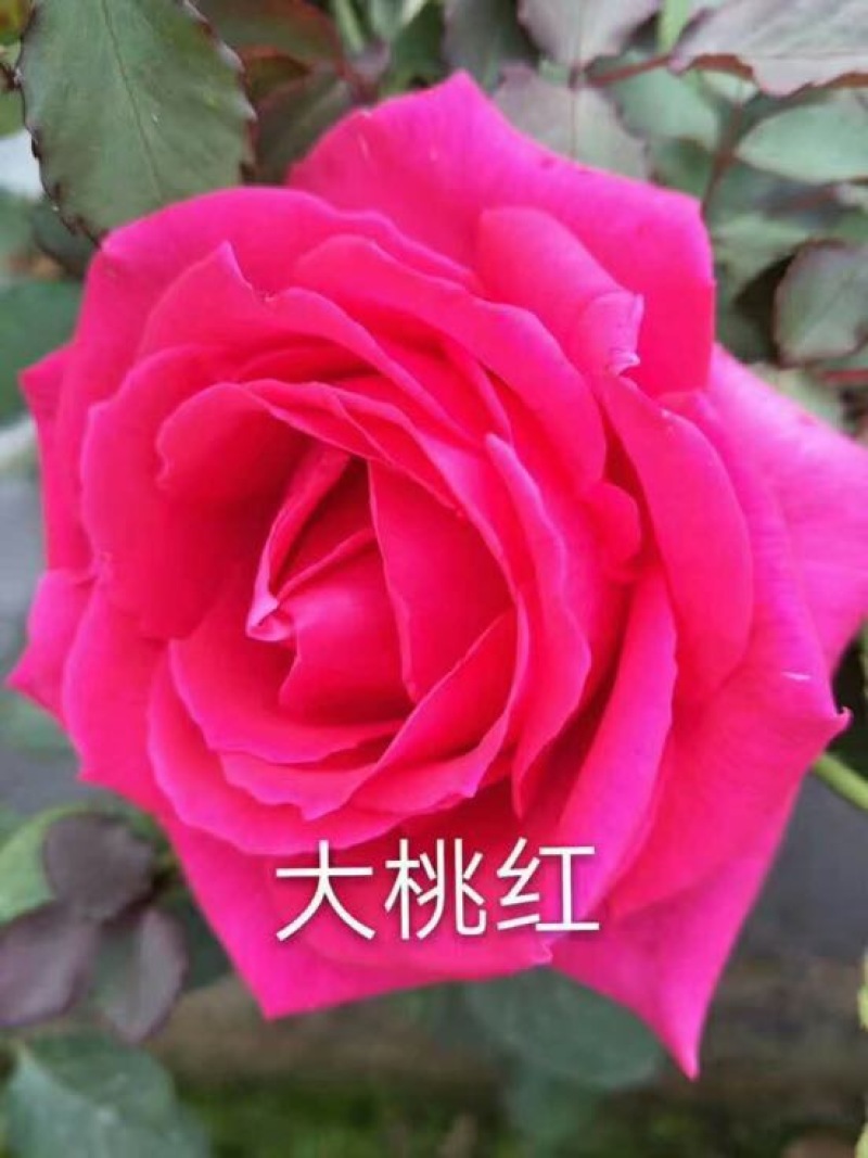 玫瑰苗10~20cm