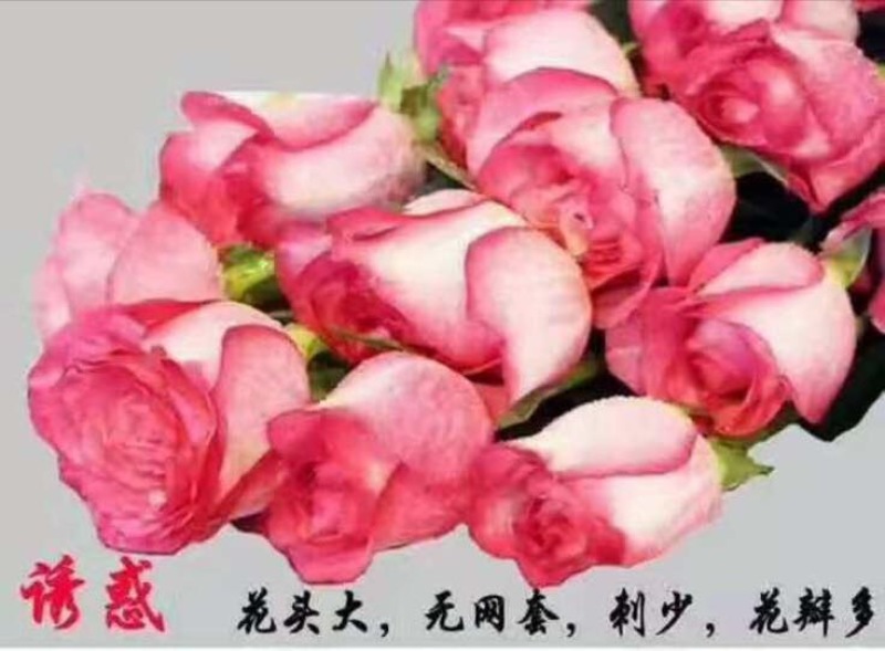 玫瑰苗10~20cm