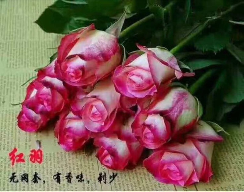 玫瑰苗10~20cm